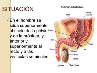 SITUACIÓN
 En el hombre se
sitúa superiormente
al suelo de la pelvis
y de la próstata, y
anterior y
superiormente al
recto y a las
vesículas seminales
 
