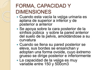 FORMA, CAPACIDAD Y
DIMENSIONES
 Cuando esta vacía la vejiga urinaria es
aplana de superior a inferior y de
posterior a anterior
 Se apoya sobre la cara posterior de la
sínfisis púbica y sobre la pared anterior
del suelo de la pelvis, amoldándose a su
curvatura
 Cuando se llena su pared posterior se
eleva, sus bordes se ensanchan y
adoptan una forma ovoide, cuyo extremo
grueso se dirige posterior e inferiormente
 La capacidad de la vejiga es muy
variable entre 150 y 500cm3
 