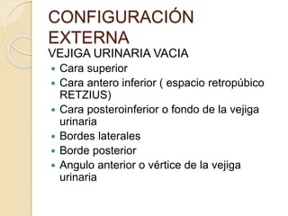 CONFIGURACIÓN
EXTERNA
VEJIGA URINARIA VACIA
 Cara superior
 Cara antero inferior ( espacio retropúbico
RETZIUS)
 Cara posteroinferior o fondo de la vejiga
urinaria
 Bordes laterales
 Borde posterior
 Angulo anterior o vértice de la vejiga
urinaria
 