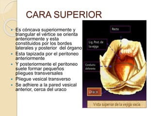 CARA SUPERIOR
 Es cóncava superiormente y
triangular el vértice se orienta
anteriormente y esta
constituidos por los bordes
laterales y posterior del órgano
 Esta tapizada por el peritoneo
anteriormente
 Y posteriormente el peritoneo
suele formar pequeños
pliegues transversales
 Pliegue vesical transverso
 Se adhiere a la pared vesical
anterior, cerca del uraco
 