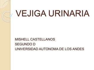 VEJIGA URINARIA
MISHELL CASTELLANOS
SEGUNDO D
UNIVERSIDAD AUTONOMA DE LOS ANDES
 