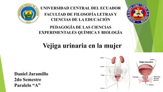 UNIVERSIDAD CENTRAL DEL ECUADOR
FACULTAD DE FILOSOFÍA LETRAS Y
CIENCIAS DE LA EDUCACIÓN
PEDAGOGÍA DE LAS CIENCIAS
EXPERIMENTALES QUÍMICA Y BIOLOGÍA
Daniel Jaramillo
2do Semestre
Paralelo “A”
Vejiga urinaria en la mujer
 