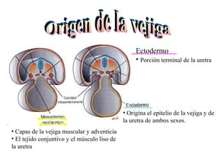 Origen de la vejiga Origina el epitelio de la vejiga y de la uretra de ambos sexos. Capas de la vejiga muscular y adventicia El tejido conjuntivo y el músculo liso de la uretra Ectodermo Porción terminal de la uretra 