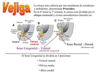 Seno Urogenital – Ventral Vejiga El Seno Urogenital se dividirá en 3 porciones: Vesical craneal Pélvica media  fálica caudal Seno Rectal - Dorsal La cloaca esta cubierta por una membrana de ectodermo y endodermo, denominada  Proctodeo. En la 4º hasta la 7º semana, la cloaca será dividida por el  tabique urorrectal  y crestas mesodérmicas laterales en: (Membrana anal) (Membrana urogenital) 