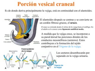 Porción vesical craneal Es de donde deriva principalmente la vejiga, está en continuidad con el alantoides. El uraco se extiende desde el vértice de la vejiga hasta el ombligo. En el adulto se le conoce como  ligamento umbilical medio. A medida que la vejiga crece, se incorporan a su pared dorsal las porciones distales de los conductos mesonéfricos (ureteros). Estos contribuyen a la formación del tejido conjuntivo en el  Trígono de la vejiga . El alantoides después se contrae y se convierte en un cordón fibroso grueso, el  uraco . Los ureteros desembocarán por separado en la vejiga urinaria. 