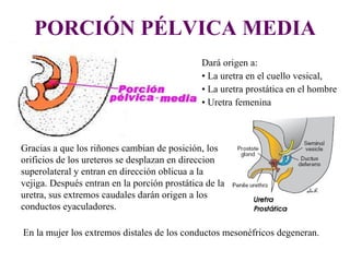 PORCIÓN PÉLVICA MEDIA Dará origen a: La uretra en el cuello vesical,  La uretra prostática en el hombre Uretra femenina Gracias a que los riñones cambian de posición, los orificios de los ureteros se desplazan en direccion superolateral y entran en dirección oblicua a la vejiga. Después entran en la porción prostática de la uretra, sus extremos caudales darán origen a los conductos eyaculadores. En la mujer los extremos distales de los conductos mesonéfricos degeneran. 