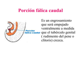 Porción fálica caudal Es un engrosamiento que será empujado ventralmente a medida que el tubérculo genital ( rudimento del pene o clítoris) crezca. 