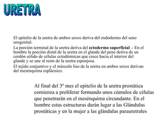 El epitelio de la uretra de ambos sexos deriva del endodermo del seno urogenital. La porción terminal de la uretra deriva del  ectodermo superficial  .- En el hombre la porción distal de la uretra en el glande del pene deriva de un cordón sólido de células ectodérmicas que crece hacia el interior del glande y se une al resto de la uretra esponjosa. El tejido conjuntivo y el músculo liso de la uretra en ambos sexos derivan del mesénquima esplácnico. URETRA Al final del 3º mes el epitelio de la uretra prostática comienza a proliferar formando unos cúmulos de células que penetrarán en el mesénquima circundante. En el hombre estas estructuras darán lugar a las Glándulas prostáticas y en la mujer a las glándulas parauretrales 