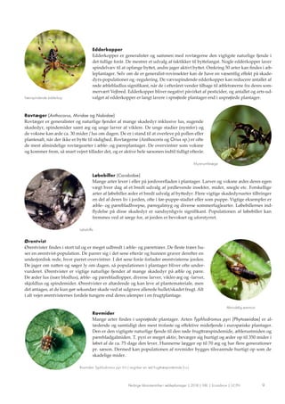 9Flerårige blomsterstriber i æbleplantager | 2018 | FiBL | Ecoadvice | UCPH
Rovtæger (Anthocorus, Miridae og Nabidae)
Rovt...