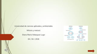 Universidad de ciencias aplicadas y ambientales
Mitosis y meiosis
Diana María Velasquez Lugo
04 / 04 / 2018
 
