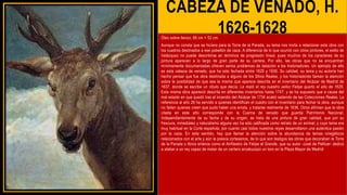 CABEZA DE VENADO, H.
1626-1628
Óleo sobre lienzo, 66 cm × 52 cm.
Aunque no consta que se hiciera para la Torre de la Parada, su tema nos invita a relacionar esta obra con
los cuadros destinados a ese pabellón de caza. A diferencia de lo que ocurrió con otros pintores, el estilo de
Velázquez no puede describirse en términos de progresión lineal, pues muchos de los caracteres de su
pintura aparecen a lo largo de gran parte de su carrera. Por ello, las obras que no se encuentran
mínimamente documentadas ofrecen serios problemas de datación a los historiadores. Un ejemplo de ello
es esta cabeza de venado, que ha sido fechada entre 1626 y 1636. Su calidad, su tema y su autoría han
hecho pensar que fue obra destinada a alguno de los Sitios Reales, y los historiadores llaman la atención
sobre la posibilidad de que sea la misma que aparece descrita en el inventario del Alcázar de Madrid de
1637, donde se escribe un rótulo que decía: Le mató el rey nuestro señor Felipe quarto el año de 1626.
Esta misma obra apareció descrita en diferentes inventarios hasta 1747; y se ha supuesto que a causa del
mal estado en que quedó tras el incendio del Alcázar de 1734 acabó saliendo de las Colecciones Reales. La
referencia al año 26 ha servido a quienes identifican el cuadro con el inventario para fechar la obra, aunque
no faltan quienes creen que pudo haber una errata, y tratarse realmente de 1636. Otros afirman que la obra
citada en este año corresponde con la Cuerna de venado que guarda Patrimonio Nacional.
Independientemente de su fecha y de su origen, se trata de una pintura de gran calidad, que por su
frescura, inmediatez y naturalismo alguna vez ha sido calificada como retrato de un animal; y cuyo tema era
muy habitual en la Corte española, por cuanto casi todos nuestros reyes desarrollaron una auténtica pasión
por la caza. En este sentido, hay que llamar la atención sobre la abundancia de temas cinegéticos
relacionados con el arte y aún la poesía cortesanos, de lo que son testigos las obras que decoraban la Torre
de la Parada o libros enteros como el Anfiteatro de Felipe el Grande, que su autor -José de Pellicer- dedicó
a alabar a un rey capaz de matar de un certero arcabuzazo un toro en la Plaza Mayor de Madrid
 