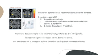 Neuroplasticidad y aprendizaje | PDF