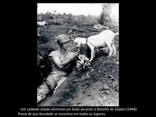 Um soldado aliado alimenta um bode durante a Batalha de Saipan (1944).
Prova de que bondade se encontra em todos os lugares.
 