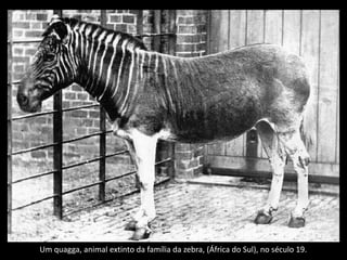 Um quagga, animal extinto da família da zebra, (África do Sul), no século 19.
 