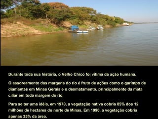 Durante toda sua história, o Velho Chico foi vítima da ação humana.

O assoreamento das margens do rio é fruto de ações como o garimpo de
diamantes em Minas Gerais e o desmatamento, principalmente da mata
ciliar em toda margem do rio.

Para se ter uma idéia, em 1970, a vegetação nativa cobria 85% dos 12
milhões de hectares do norte de Minas. Em 1990, a vegetação cobria
apenas 35% da área.
 