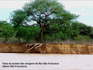 Vista da erosão das margens do Rio São Francisco
(Baixo São Francisco)
 