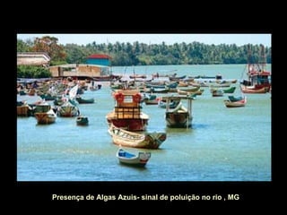 Presença de Algas Azuis- sinal de poluição no rio , MG
 