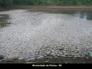 Mortandade de Peixes - SE
 