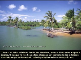 O Pontal do Peba, próximo à foz do São Francisco, marca a divisa entre Alagoas e
Sergipe. O mangue na foto fica no lado alagoano, um exemplo do rico e delicado
ecossistema que está ameaçado pela degradação do rio e o avanço do mar.
 