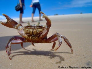 Praia em Piaçabuçu - Alagoas
 