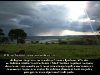 As lagoas marginais - como estas próximas a Iguatama, MG - são
verdadeiros criadouros alimentando o São Francisco de peixes na época
das cheias. Hoje, a maior parte delas está ameaçada pelo assoreamento e
 pelo avanço da pecuária: muitos fazendeiros aterram as áreas alagadas
               para ganhar mais alguns metros de pasto.
 