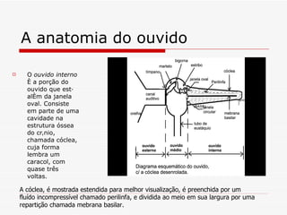 A anatomia do ouvido O  ouvido interno  é a porção do ouvido que está além da janela oval. Consiste em parte de uma cavidade na estrutura óssea do crânio, chamada cóclea, cuja forma lembra um caracol, com quase três voltas.  A cóclea, é mostrada estendida para melhor visualização, é preenchida por um fluído incompressível chamado perilinfa, e dividida ao meio em sua largura por uma repartição chamada mebrana basilar.   
