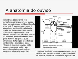 A anatomia do ouvido A membrana basilar forma dois compartimentos longos, um dos quais é ligado aos ossículos do ouvido médio pela janela oval. O outro compartimendo é separado do ouvido médio pela janela circular. Os dois compartimentos estão interconectados por uma pequena abertura na membrana basilar no final de sua extensão, na extremidade da cóclea que é chamada de ápice. A outra extremidade deste orgão, conectada ao ouvido médio é chamada de base. Milhares de conexões nervosas estão ligadas à membrana basilar, que, recebendo os distúrbios mecânicos, transmitem informação ao cerébro   O conjunto de células que respondem aos estímulos mecânicos da membrana basilar, transformando-os em impulsos nervosos é chamado de orgão de corti.   