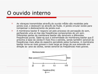 O ouvido interno   As vibrações transmitidas através do ouvido médio são recebidas pela janela oval, e deslocam-se através do fluído. A janela circular existe para compensar o deslocamento da janela oval.  A membrana basilar é responsável pelo processo de percepção do som, perfazendo uma análise das freqüências componentes de um som. Diferentes partes da membrana basilar são sensíveis a diferentes freqüências puras. Sabe-se que a extremidade da membrana basilar que é próxima à base da cóclea é mais fina e estreita, sendo também sensível às freqüências mais altas do espectro percebido pelos humanos. A membrana basilar torna-se mais grossa e mais larga ao longo de sua extensão em direção ao ápice da cóclea, sendo sensível às freqüências mais graves. 