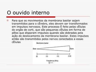 O ouvido interno Para que os movimentos da membrana basilar sejam transmitidos para o cérebro, eles devem ser transformados em impulsos nervosos. Este processo é feito pelas células do orgão de corti, que são pequenas células em forma de pêlos que disparam impulsos quando são dobradas pela ação do deslocamento da membrana basilar. Estes impulsos então são transmitidos pelos nervos conectados a essas células   