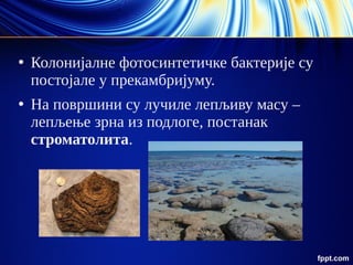 ●
Колонијалне фотосинтетичке бактерије су
постојале у прекамбријуму.
●
На површини су лучиле лепљиву масу –
лепљење зрна из подлоге, постанак
строматолита.
 