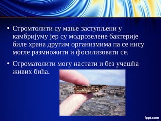 ●
Стромтолити су мање заступљени у
камбријуму јер су модрозелене бактерије
биле храна другим организмима па се нису
могле размножити и фосилизовати се.
●
Строматолити могу настати и без учешћа
живих бића.
 