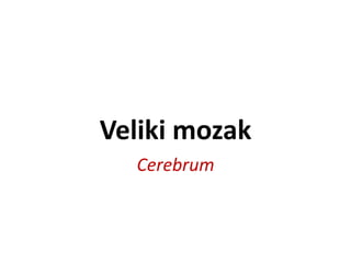 Veliki mozak
Cerebrum
 