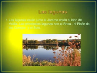 • Las lagunas están junto al Jarama están al lado de
  Velilla. Las principales lagunas son el Raso , el Picón de
  los Conejos y el Soto.
 