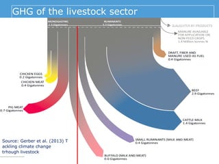 GHG of the livestock sector
Source: Gerber et al. (2013) T
ackling climate change
trhough livestock
 