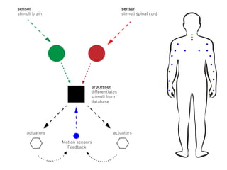 sensor
stimuli brain
sensor
stimuli spinal cord
processor
differentiates
stimuli from
database
Motion sensors
Feedback
actuatorsactuators
 