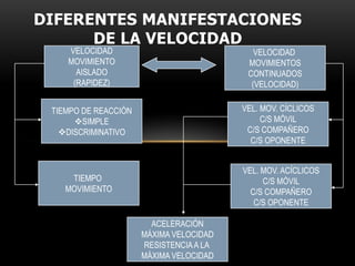 DIFERENTES MANIFESTACIONES DE LA VELOCIDADVELOCIDADMOVIMIENTOAISLADO(RAPIDEZ)VELOCIDAD MOVIMIENTOSCONTINUADOS(VELOCIDAD)TIEMPO DE REACCIÓNSIMPLE