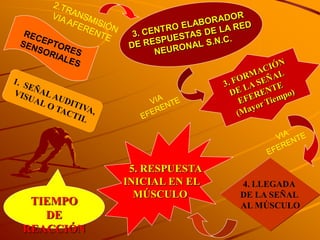 5. RESPUESTA
           INICIAL EN EL   4. LLEGADA
             MÚSCULO       DE LA SEÑAL
 TIEMPO                    AL MÚSCULO
   DE
REACCIÓN
 