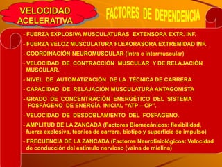 VELOCIDAD
ACELERATIVA
 - FUERZA EXPLOSIVA MUSCULATURAS EXTENSORA EXTR. INF.
 - FUERZA VELOZ MUSCULATURA FLEXORASORA EXTREMIDAD INF.
 - COORDINACIÓN NEUROMUSCULAR (Intra e intermuscular)
 - VELOCIDAD DE CONTRACCIÓN MUSCULAR Y DE RELAJACIÓN
   MUSCULAR.
 - NIVEL DE AUTOMATIZACIÓN DE LA TÉCNICA DE CARRERA
 - CAPACIDAD DE RELAJACIÓN MUSCULATURA ANTAGONISTA
 - GRADO DE CONCENTRACIÓN ENERGÉTICO DEL SISTEMA
   FOSFÁGENO DE ENERGÍA INICIAL “ATP – CP”.
 - VELOCIDAD DE DESDOBLAMIENTO DEL FOSFAGENO.
 - AMPLITUD DE LA ZANCADA (Factores Biomecánicos: flexibilidad,
   fuerza explosiva, técnica de carrera, biotipo y superficie de impulso)
 - FRECUENCIA DE LA ZANCADA (Factores Neurofisiológicos: Velocidad
   de conducción del estímulo nervioso (vaina de mielina)
 