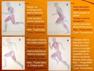 1                            2
    - Acción de                  - Inicio elevación
      amortiguación                rodilla izquierda
      pierna derecha             - Talón pegado al
    - Apoyo plantar                glúteo.
    - Inicio recobro             - Tríceps sural en
      pierna izquierda             elongación.
    - Centro gravedad            - Centro gravedad
      detrás del apoyo             después del apoyo
    - Mús. Cuádriceps            - Mús.: Psoas iliaco
    - Contr. Excéntrica          - Contr. Concéntrica


3   - Elevación máxima       4   - Tándem óptimo
      de rodilla izquierda       - Elevación ideal
    - Pierna izquierda             rodilla derecha,
      lista para el apoyo          junto a la acción
    - Pierna derecha en            sincronizada de
      máxima impulsión.            impulsión de la
    - Centro gravedad              pierna izquierda
      después del apoyo          - Braceo adecuado
    - Mús.: Psoas iliaco         - Mús.: Psoas iliaco
       y tríceps sural.             y tríceps sural.
    - Contr. Concéntrica         - Contr. Concéntrica
 