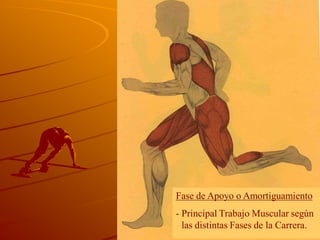 Fase de Apoyo o Amortiguamiento
- Principal Trabajo Muscular según
- las distintas Fases de la Carrera.
 