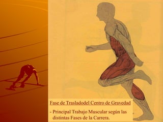 Fase de Trasladodel Centro de Gravedad
- Principal Trabajo Muscular según las
- distintas Fases de la Carrera.
 