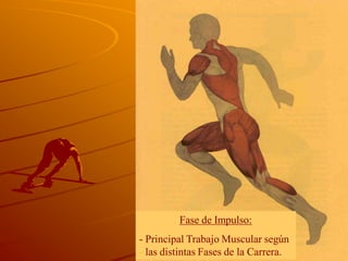 Fase de Impulso:
- Principal Trabajo Muscular según
- las distintas Fases de la Carrera.
 