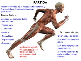 PARTIDA
Acción coordinada de la musculatura extensora y
flexora de las extremidades inferiores
y del tronco
Tándem Perfecto
Destacan las acciones de las
musculaturas:
-Tríceps sural
-Cuádriceps
- Glúteos                                            Se observa además:
- Psoas Iliaco                                    - Buen ángulo de salida
- Isquiotibiales                                  - Correcta inclinación del
                                                  tronco.
- Deltoides
                                                  - Correcta elevación del
                    Inadecuada posición
                                                  muslo derecho.
                    del pie izquierdo por
                    deficiente acción             - Correcta extensión de
                    muscular del tibial           tobillo, rodilla y cadera
                    anterior.                     derecha.
 
