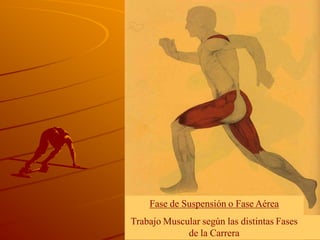 Fase de Suspensión o Fase Aérea
Trabajo Muscular según las distintas Fases
             de la Carrera
 