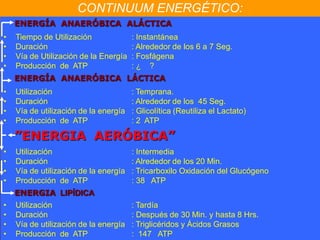 CONTINUUM ENERGÉTICO:
    ENERGÍA ANAERÓBICA ALÁCTICA
•   Tiempo de Utilización              : Instantánea
•   Duración                           : Alrededor de los 6 a 7 Seg.
•   Vía de Utilización de la Energía   : Fosfágena
•   Producción de ATP                  :¿ ?
    ENERGÍA ANAERÓBICA LÁCTICA
•   Utilización                        : Temprana.
•   Duración                           : Alrededor de los 45 Seg.
•   Vía de utilización de la energía   : Glicolítica (Reutiliza el Lactato)
•   Producción de ATP                  : 2 ATP

    ”ENERGIA AERÓBICA”
•   Utilización                        : Intermedia
•   Duración                           : Alrededor de los 20 Min.
•   Vía de utilización de la energía   : Tricarboxilo Oxidación del Glucógeno
•   Producción de ATP                  : 38 ATP
    ENERGIA LIPÍDICA
•   Utilización                        : Tardía
•   Duración                           : Después de 30 Min. y hasta 8 Hrs.
•   Vía de utilización de la energía   : Triglicéridos y Ácidos Grasos
•   Producción de ATP                  : 147 ATP
 