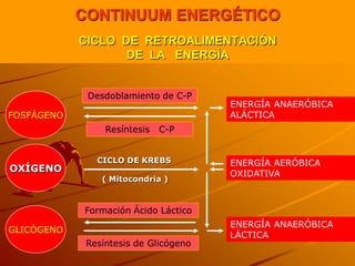 CONTINUUM ENERGÉTICO
            CICLO DE RETROALIMENTACIÓN
                   DE LA ENERGÍA


             Desdoblamiento de C-P
                                       ENERGÍA ANAERÓBICA
FOSFÁGENO                              ALÁCTICA
                 Resíntesis   C-P


               CICLO DE KREBS          ENERGÍA AERÓBICA
OXÍGENO                                OXIDATIVA
                ( Mitocondria )



            Formación Ácido Láctico
                                       ENERGÍA ANAERÓBICA
GLICÓGENO
                                       LÁCTICA
             Resíntesis de Glicógeno
 