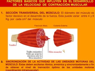 FACTORES BÁSICOS QUE INFLUYEN EN EL DESARROLLO
         DE LA VELOCIDAD DE CONTRACCIÓN MUSCULAR

1. SECCIÓN TRANSVERSAL DEL MÚSCULO: El diámetro del músculo es
   factor decisivo en el desarrollo de la fuerza. Esta puede variar entre 4 y 6
   Kg. por cada cm2 del músculo

                             Fascículo Musc.   Cubierta Externa




2.   SINCRONIZACIÓN DE LA ACTIVIDAD DE LAS UNIDADES MOTORAS DEL
     MÚSCULO: Éstas deben excitarse rítmica, armónica y sincronizadamente a fin
     de obtener el nivel de inervación óptimo de las unidades motoras
     (coordinación intramuscular).
 
