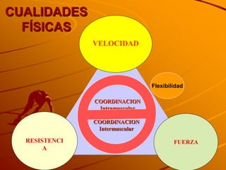 CUALIDADES
  FÍSICAS
               VELOCIDAD




                                Flexibilidad

               COORDINACION
                Intramuscular

               COORDINACION
                Intermuscular

  RESISTENCI                            FUERZA
       A
 