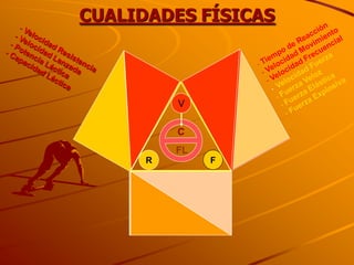 CUALIDADES FÍSICAS



          V

          C
          FL
      R        F
 