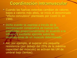 Coordinación Intramuscular
Cuando las fuerzas externas cambian de valores
bajos a valores más altos, se inicia el denominado
"efecto convulsivo" planteado por Costil D. en
1980.

Dicho evento se expresa a través de la
incorporación consecutiva de nuevas UM,
empleadas proporcionalmente de acuerdo a la
influencia excitante ejercida sobre las
motoneuronas de un músculo determinado.

Así, por ejemplo, al superar una pequeña
resistencia (por debajo del 25% de la máxima
capacidad del músculo) se activan las UM de
umbral bajo (lentas).
 